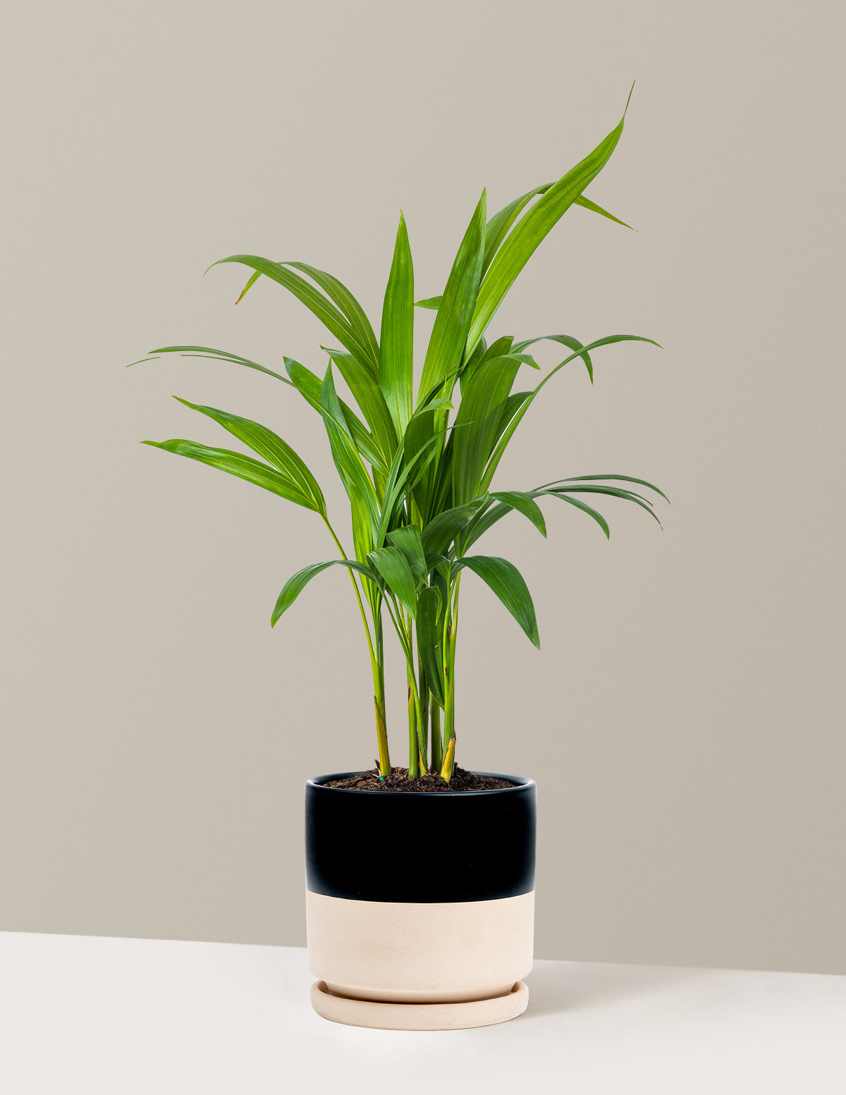 Areca Purifying Palm (Areka Palmiyesi)
