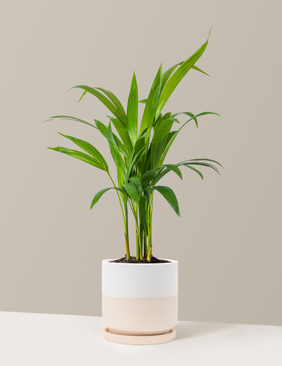 Areca Purifying Palm (Areka Palmiyesi)