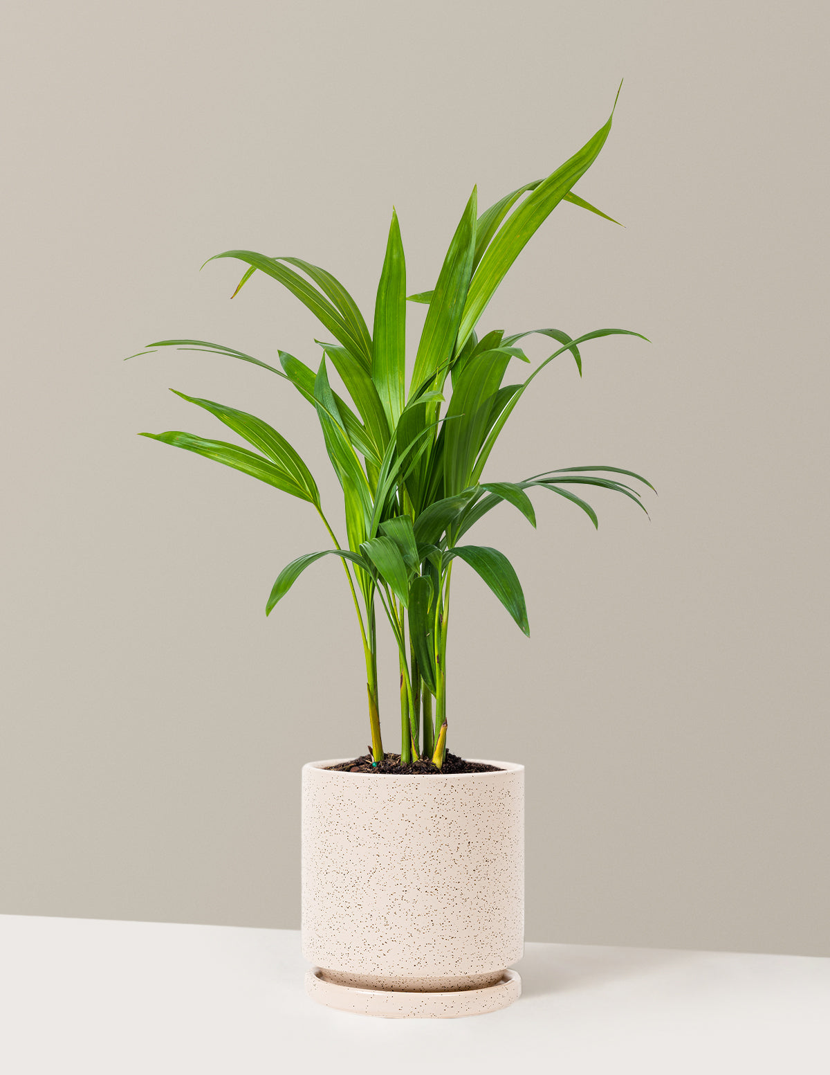 Areca Purifying Palm (Areka Palmiyesi)