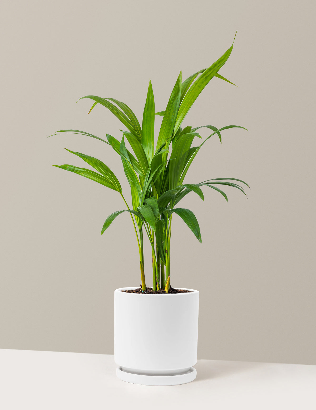 Areca Purifying Palm (Areka Palmiyesi)