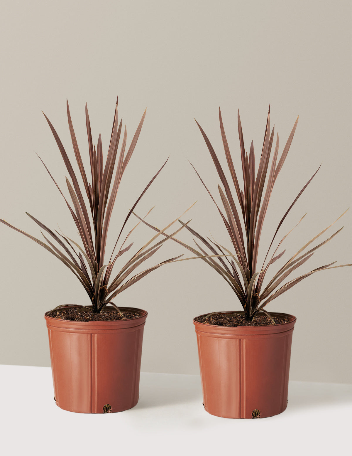 Bauer’s Cordyline