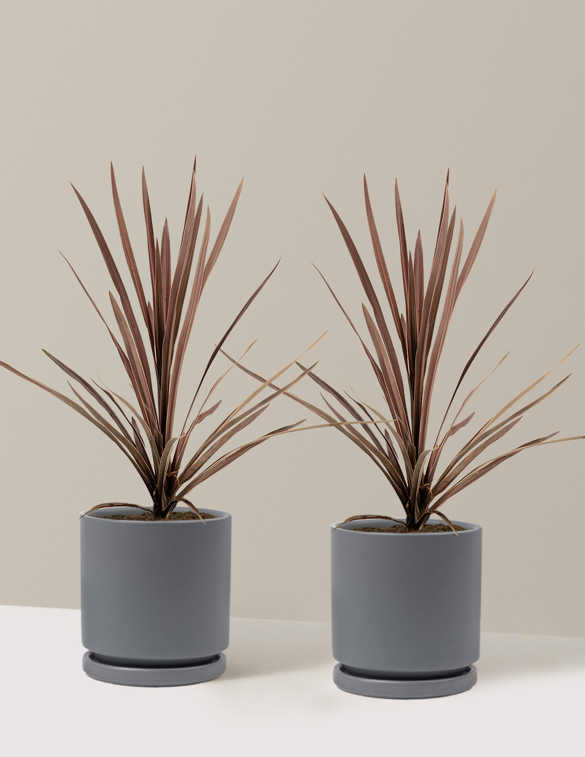 Bauer’s Cordyline