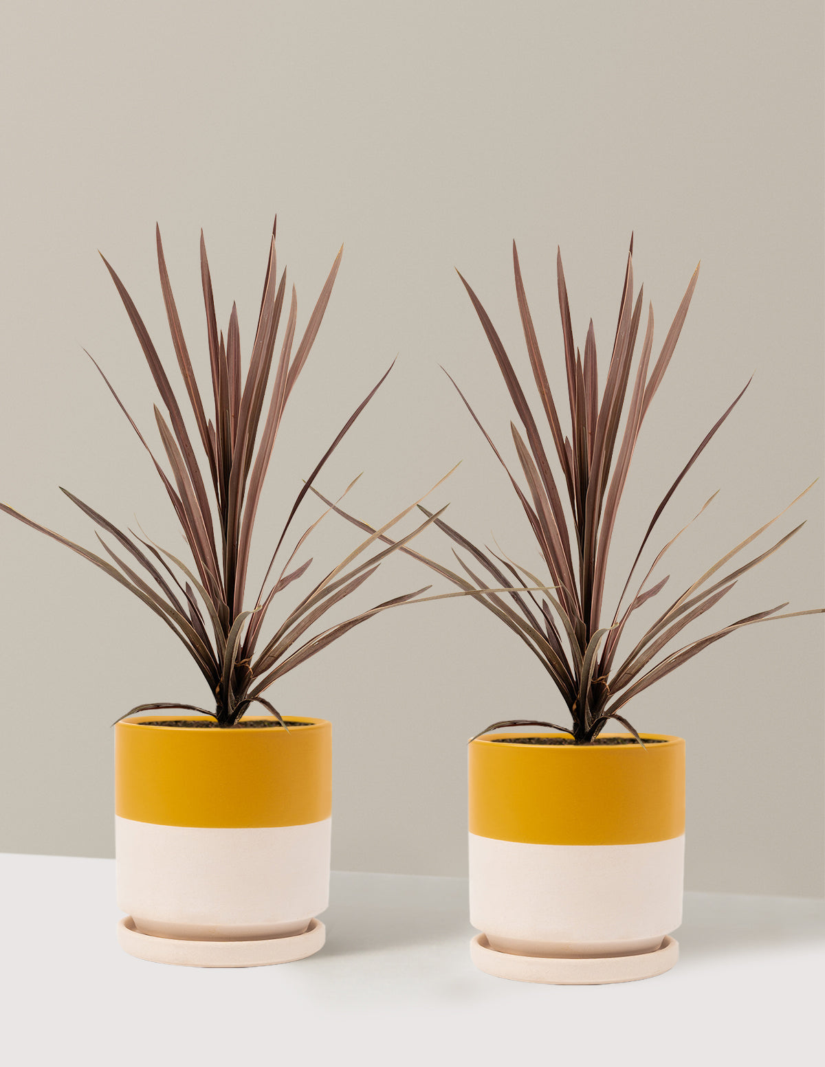 Bauer’s Cordyline