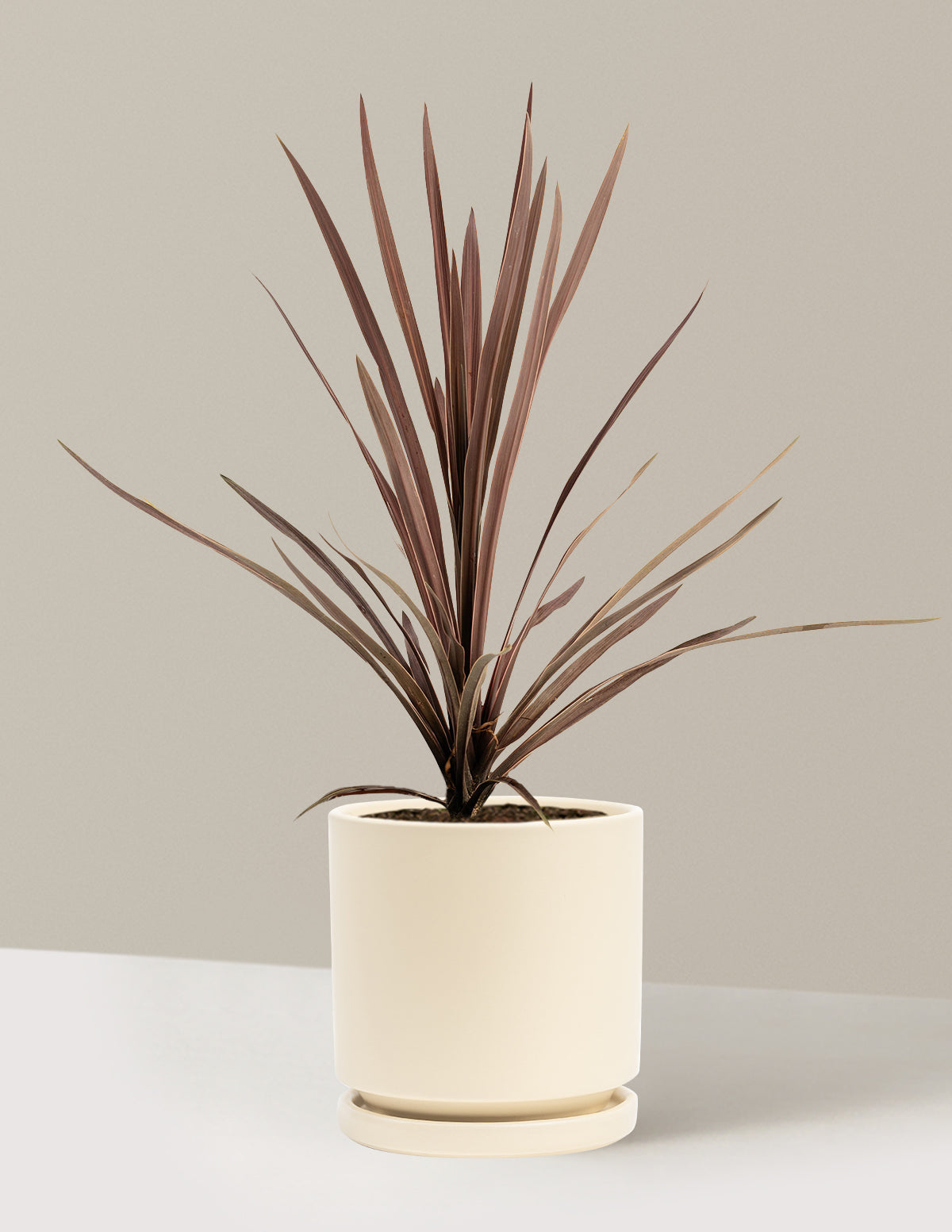 Bauer’s Cordyline