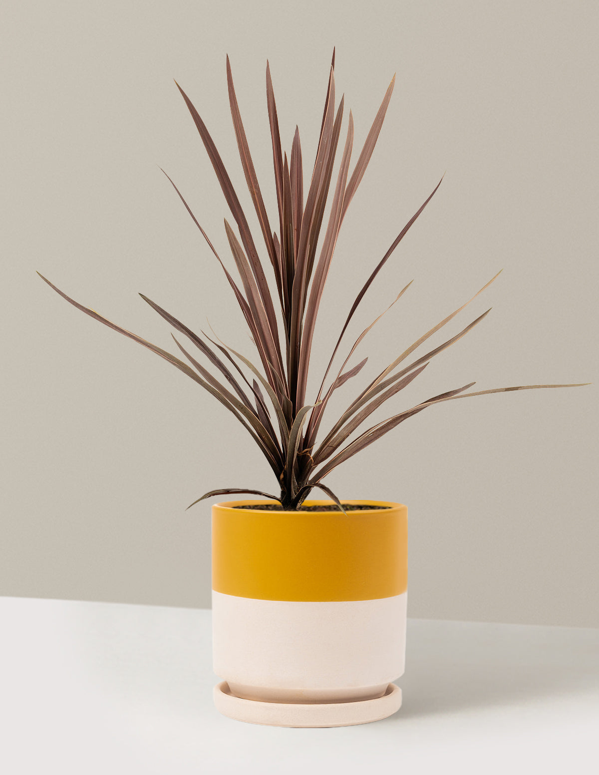 Bauer’s Cordyline