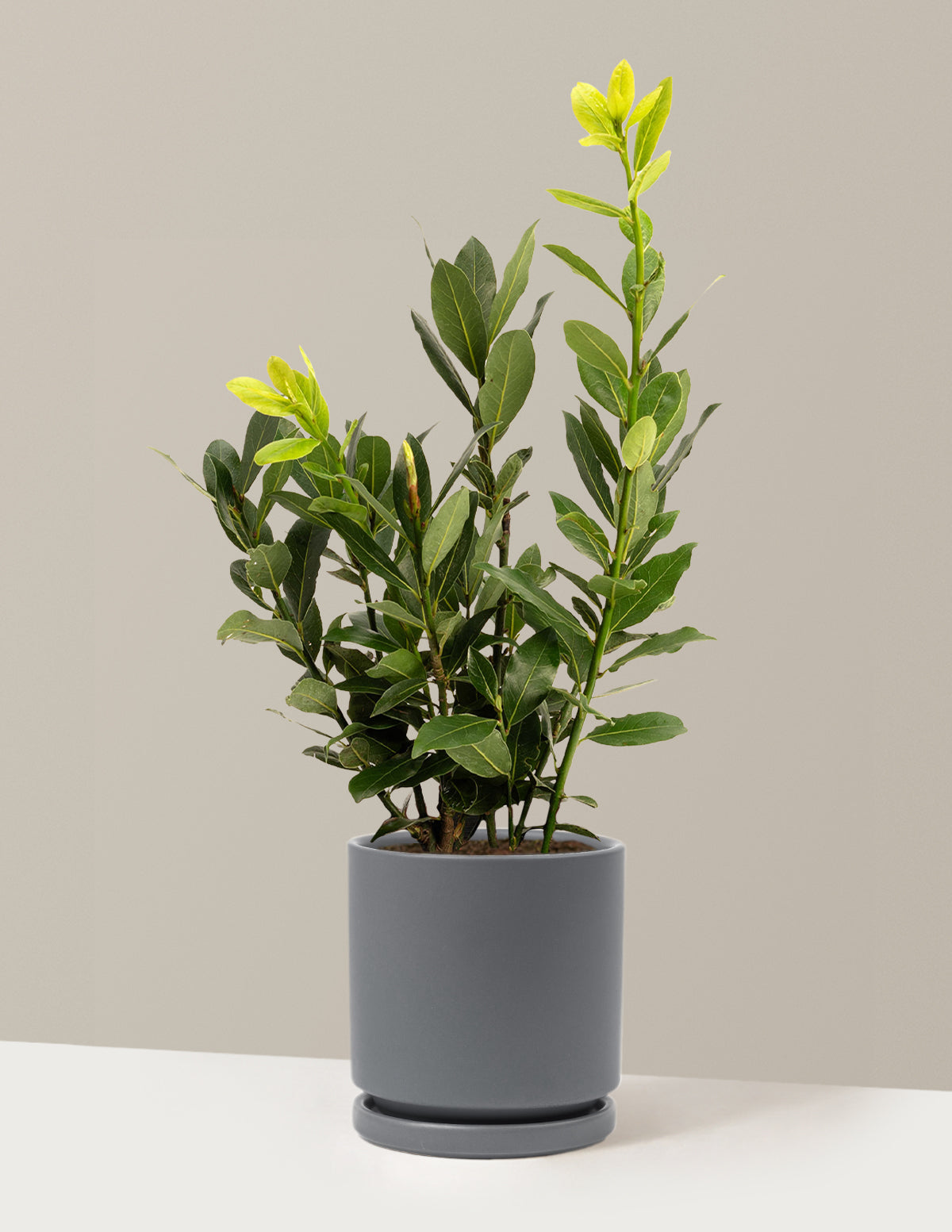 Defne Ağacı (Bay Laurel)