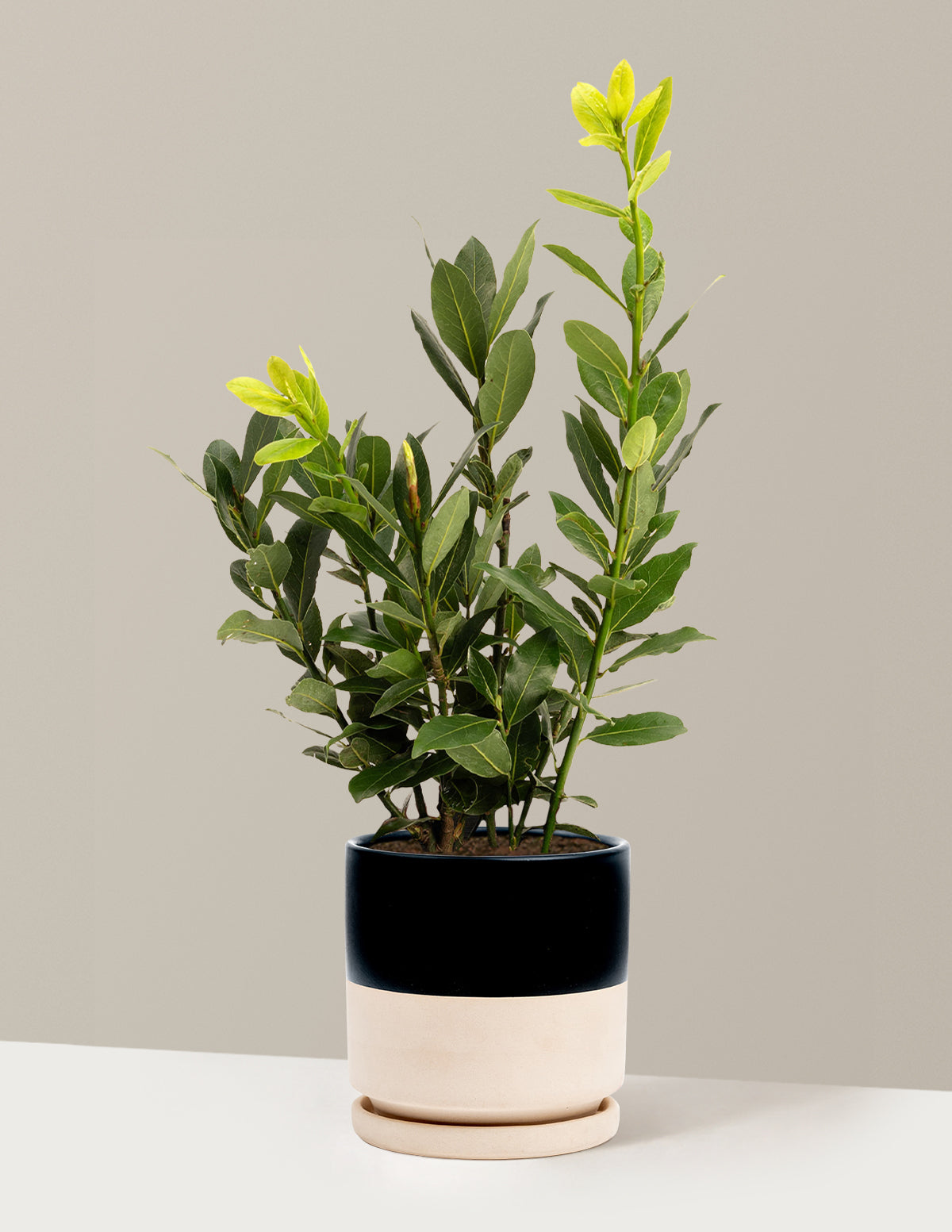 Defne Ağacı (Bay Laurel)