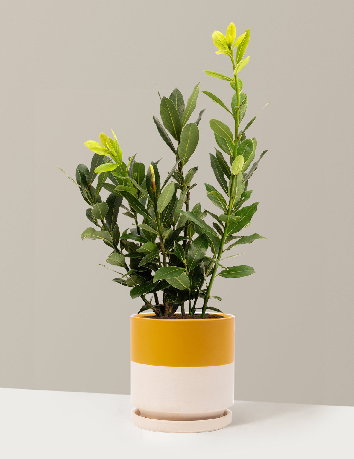 Defne Ağacı (Bay Laurel)