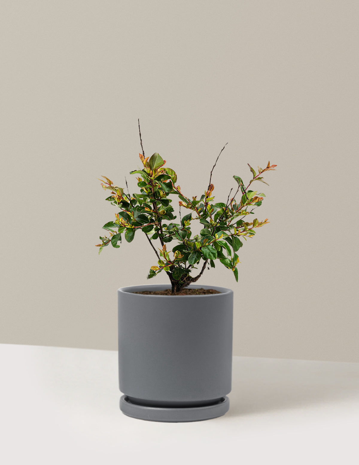 Bellini® Ahududu Renkli Oya Ağacı (Crape Myrtle)