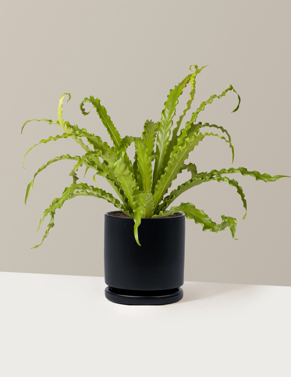 Kuş Yuvası Eğrelti Otu (Bird's Nest Fern)