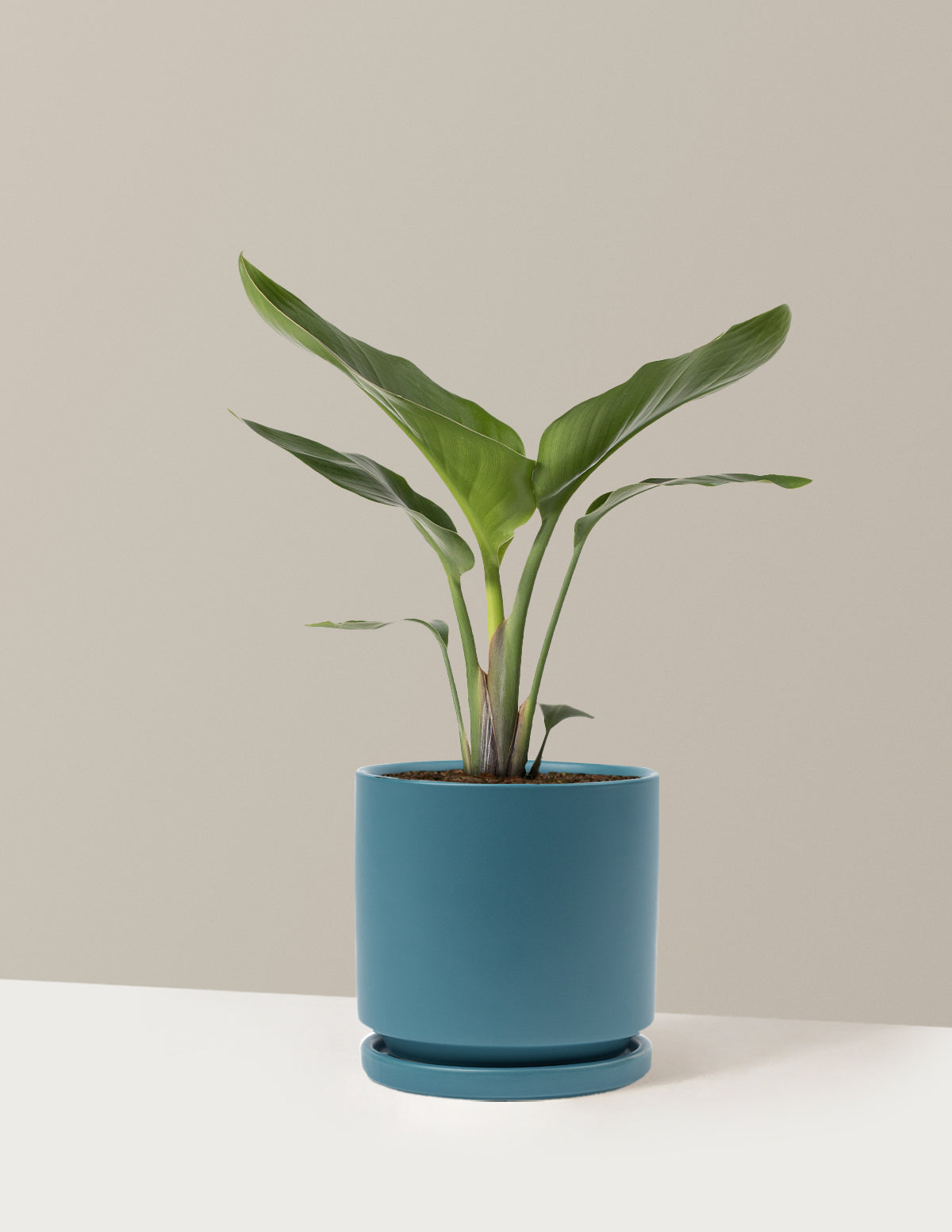 Cennet Kuşu Çiçeği (Strelitzia)
