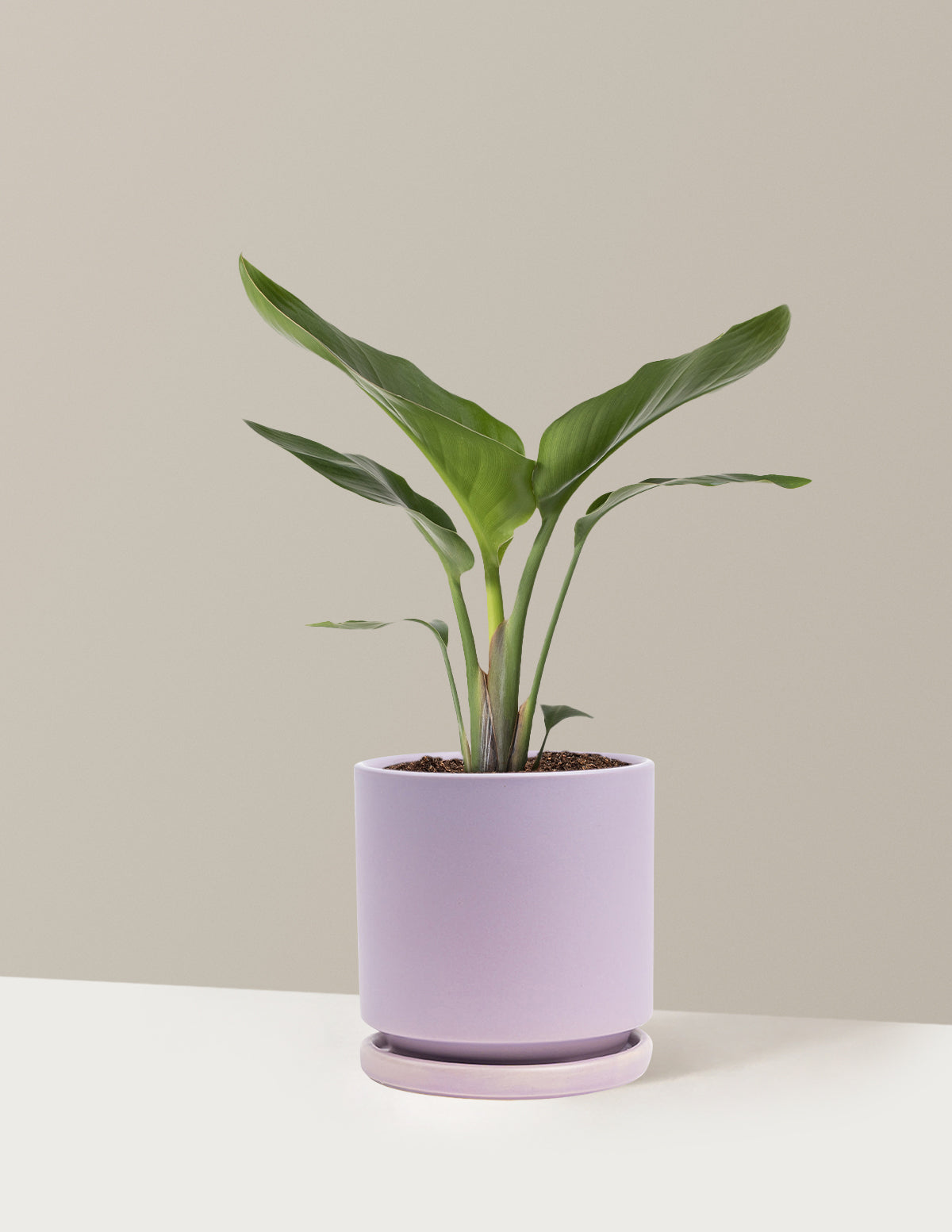 Cennet Kuşu Çiçeği (Strelitzia)