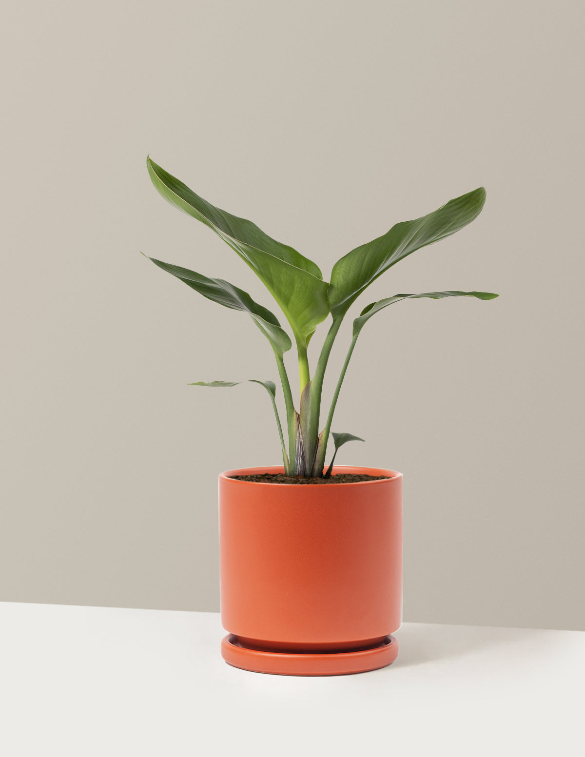 Cennet Kuşu Çiçeği (Strelitzia)