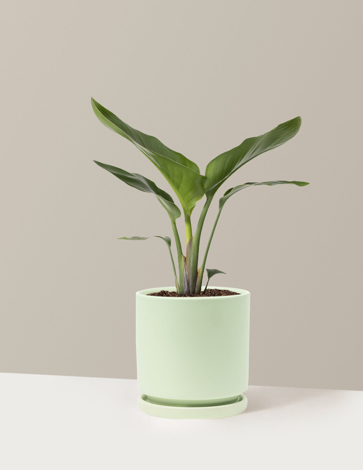 Cennet Kuşu Çiçeği (Strelitzia)