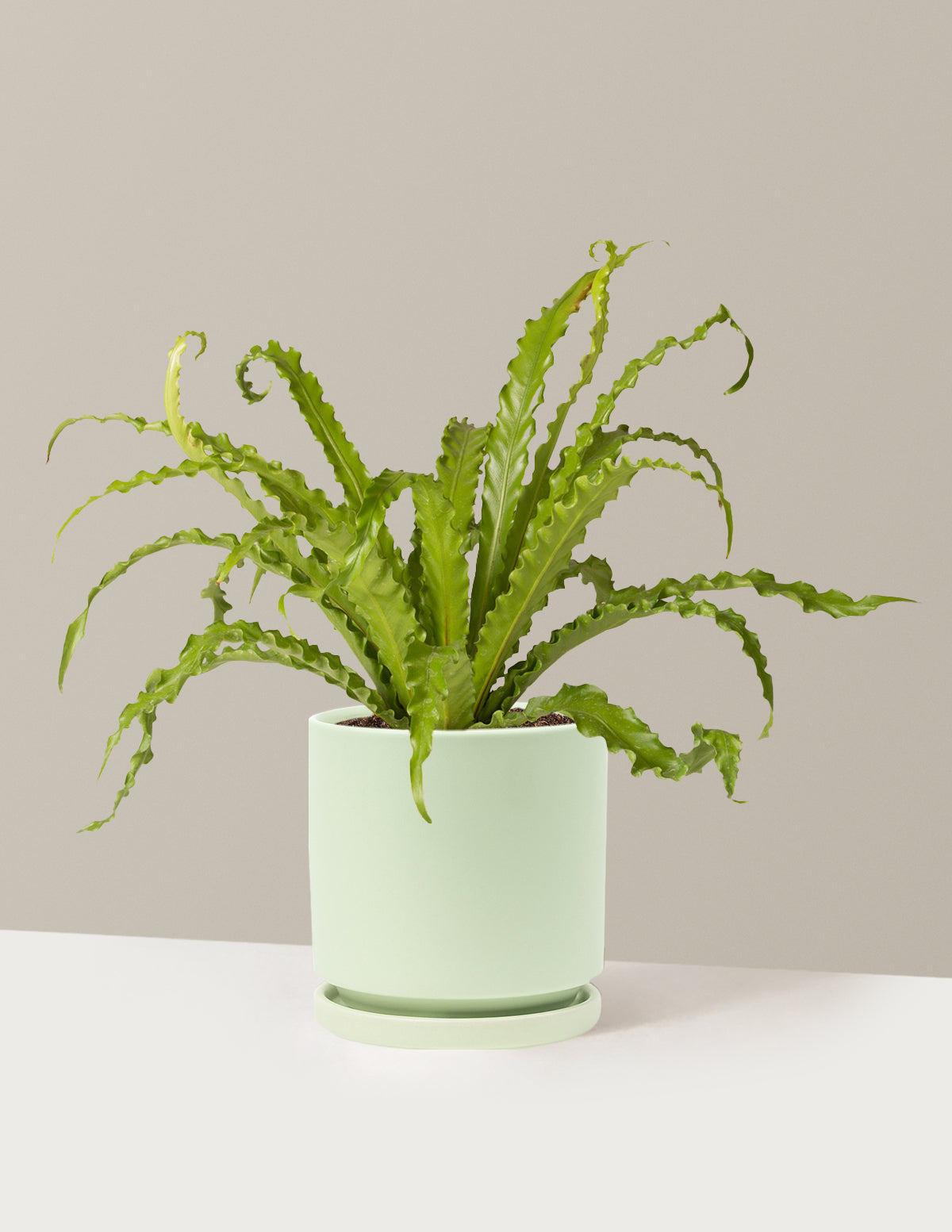 Kuş Yuvası Eğrelti Otu (Bird's Nest Fern)