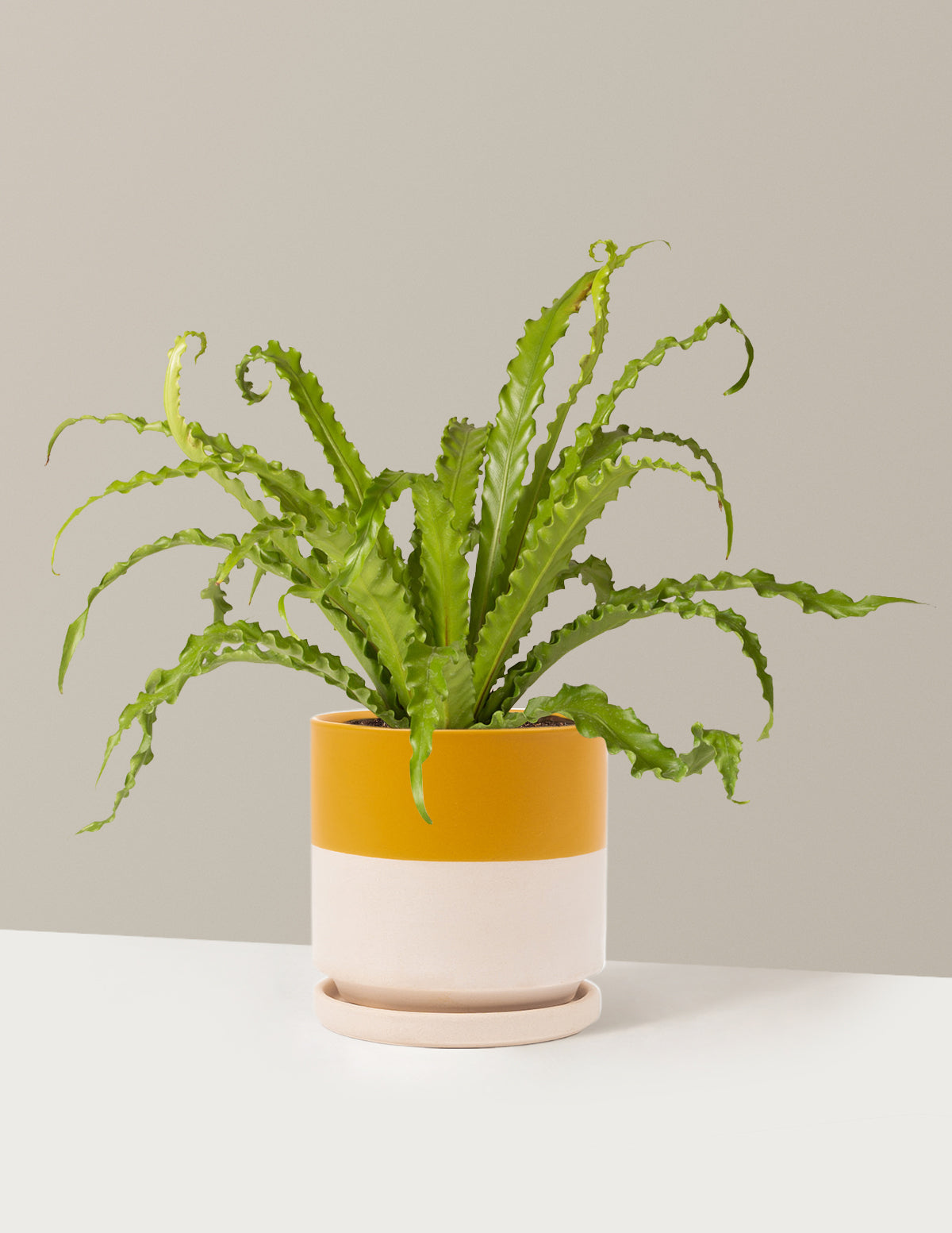 Kuş Yuvası Eğrelti Otu (Bird's Nest Fern)