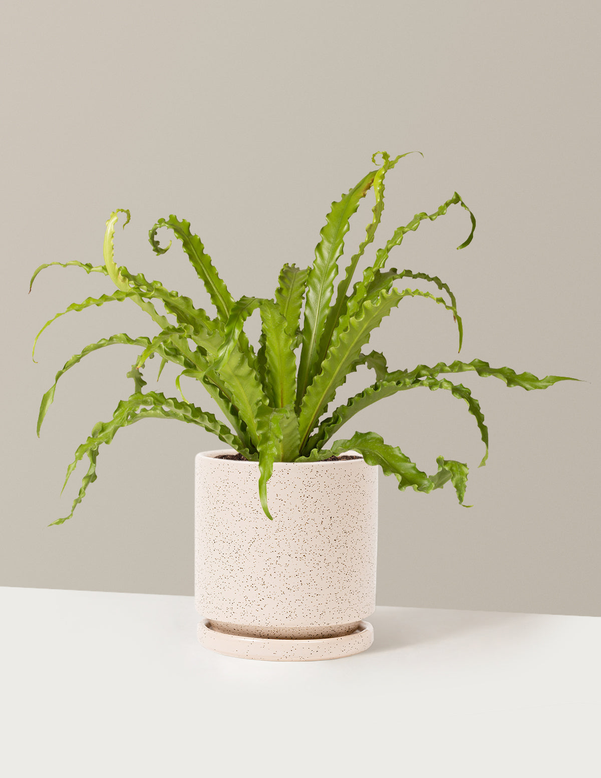 Kuş Yuvası Eğrelti Otu (Bird's Nest Fern)