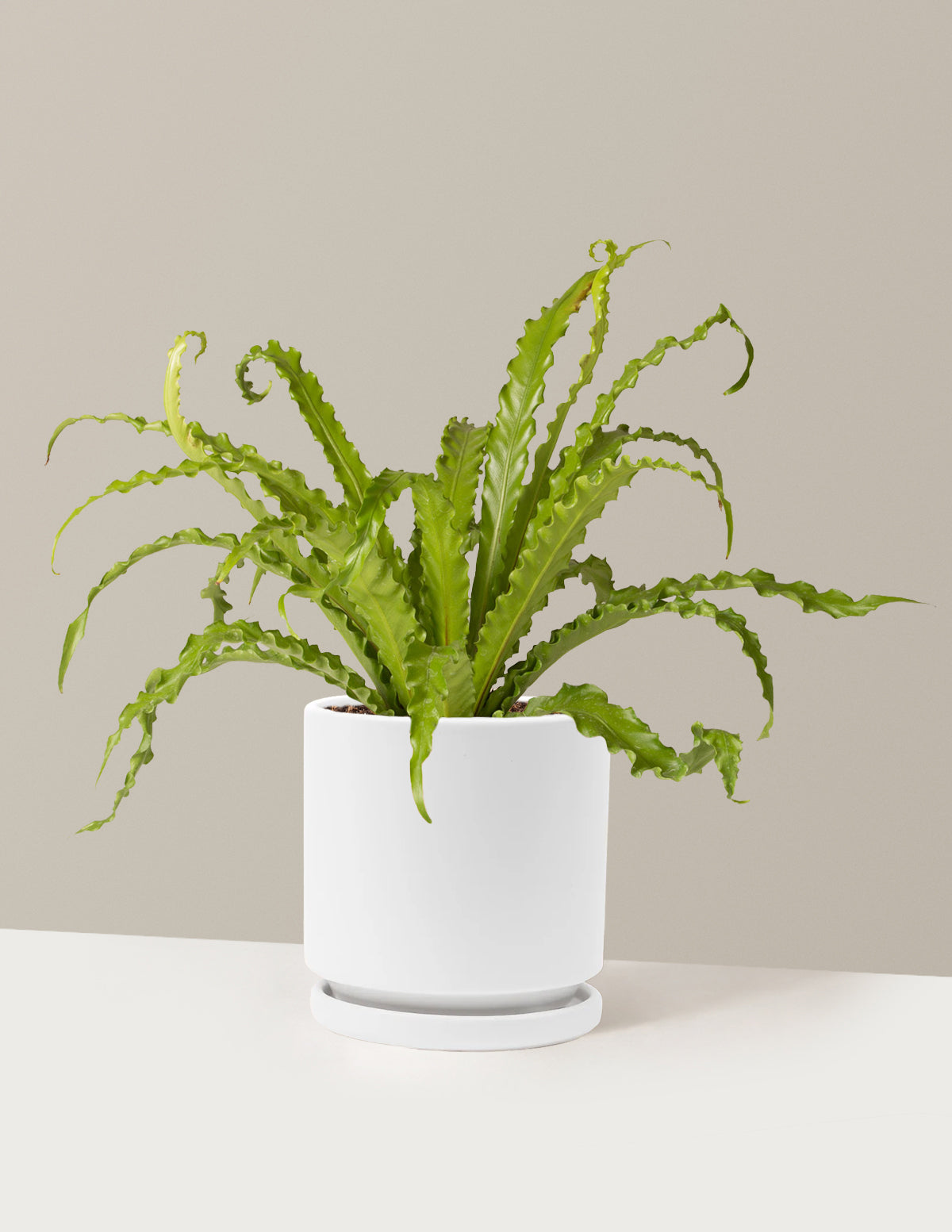 Kuş Yuvası Eğrelti Otu (Bird's Nest Fern)