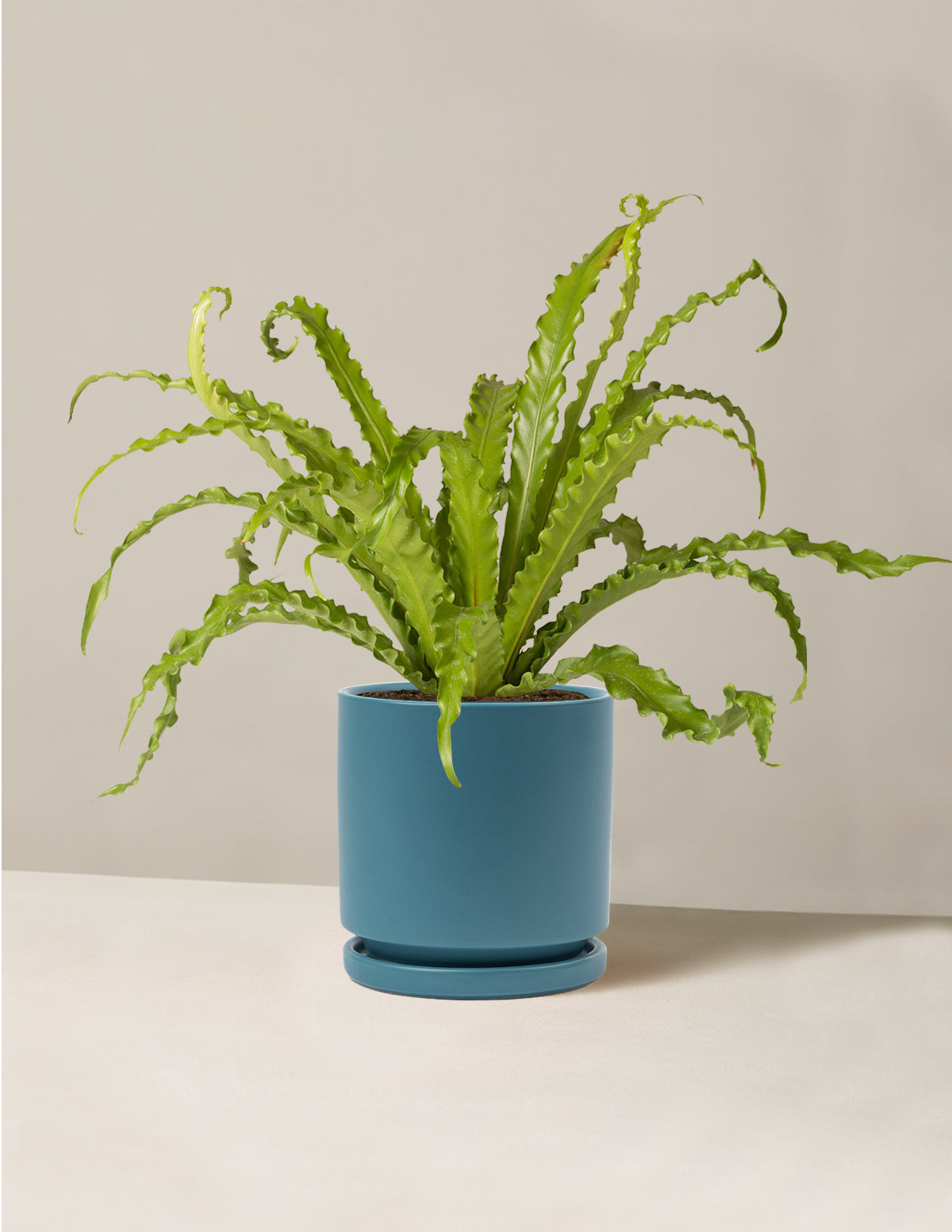 Kuş Yuvası Eğrelti Otu (Bird's Nest Fern)