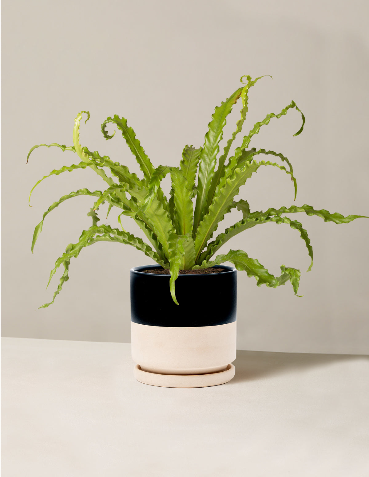 Kuş Yuvası Eğrelti Otu (Bird's Nest Fern)