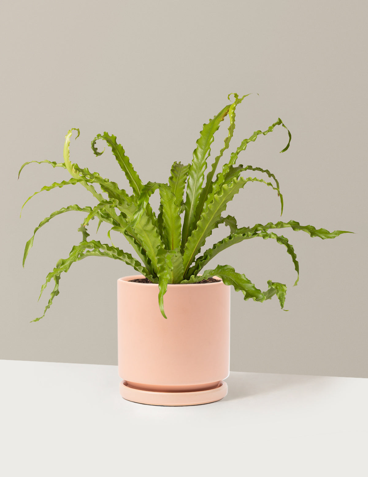 Kuş Yuvası Eğrelti Otu (Bird's Nest Fern)