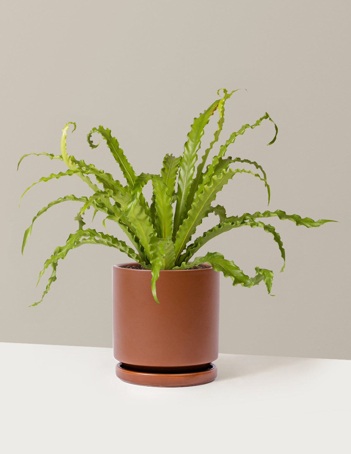 Kuş Yuvası Eğrelti Otu (Bird's Nest Fern)