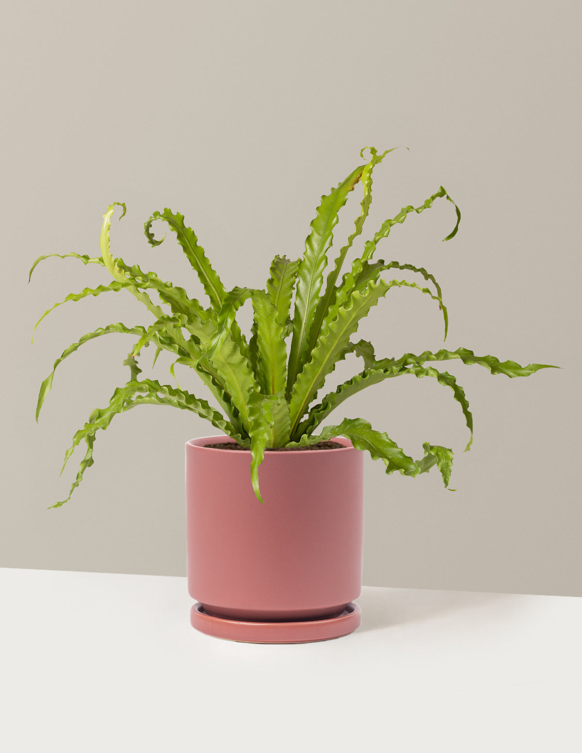 Kuş Yuvası Eğrelti Otu (Bird's Nest Fern)