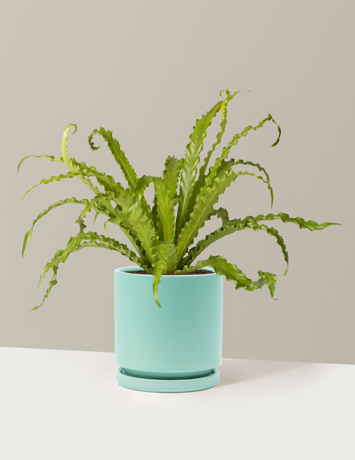 Kuş Yuvası Eğrelti Otu (Bird's Nest Fern)