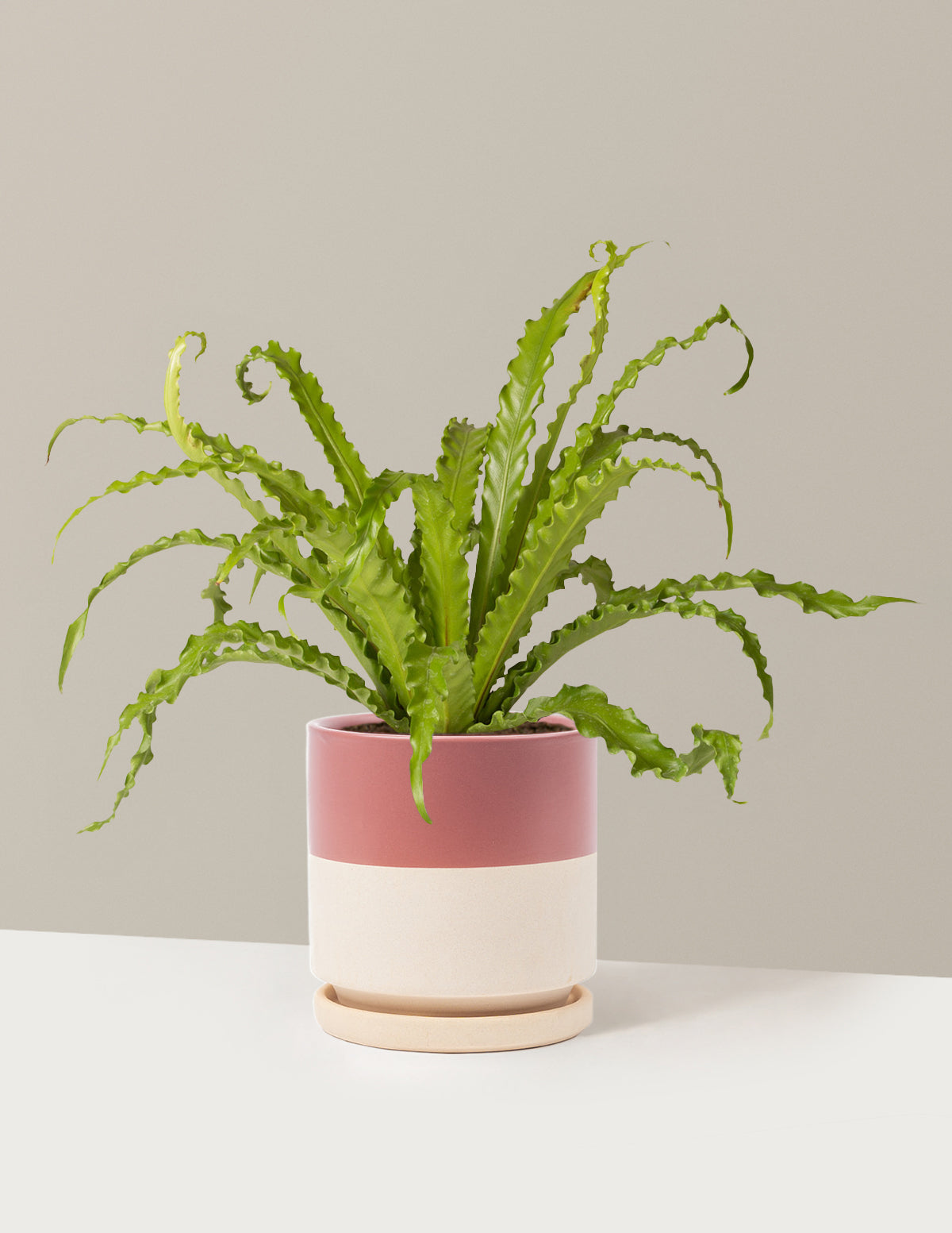 Kuş Yuvası Eğrelti Otu (Bird's Nest Fern)