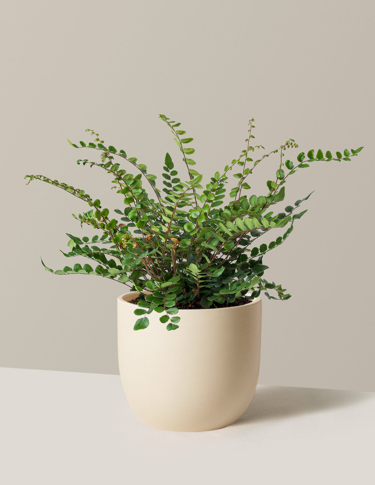Button Fern (Düğme Eğreltisi)