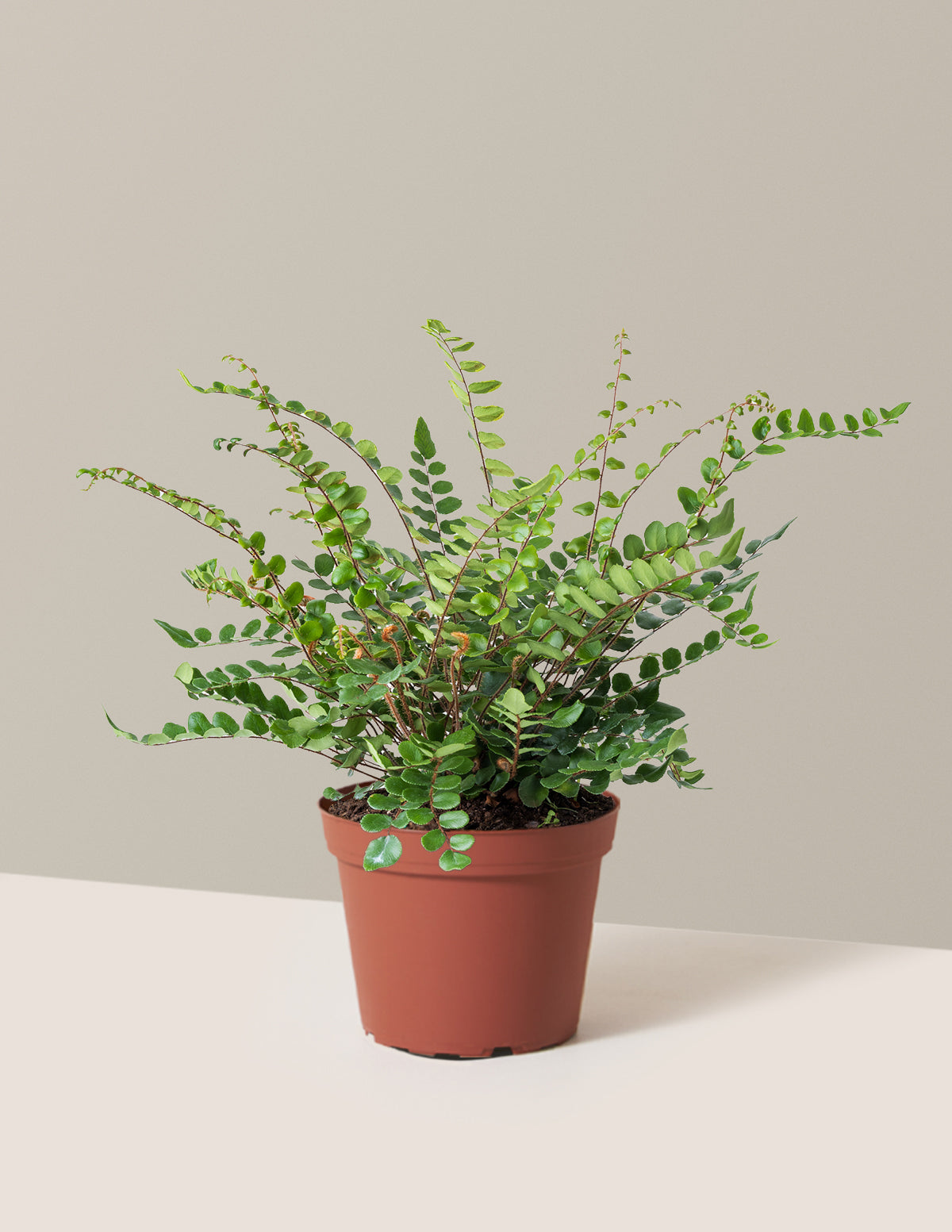 Button Fern (Düğme Eğreltisi)