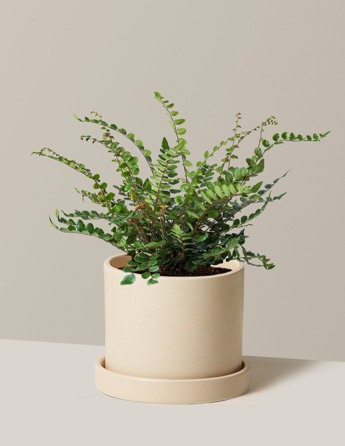 Button Fern (Düğme Eğreltisi)