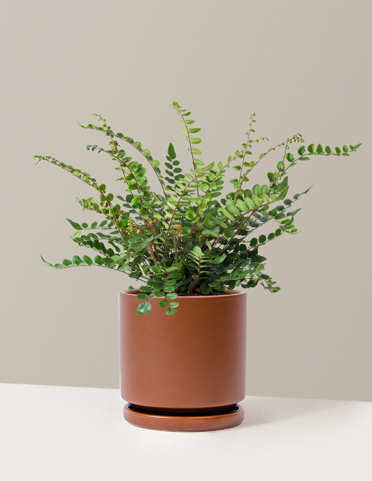 Button Fern (Düğme Eğreltisi)