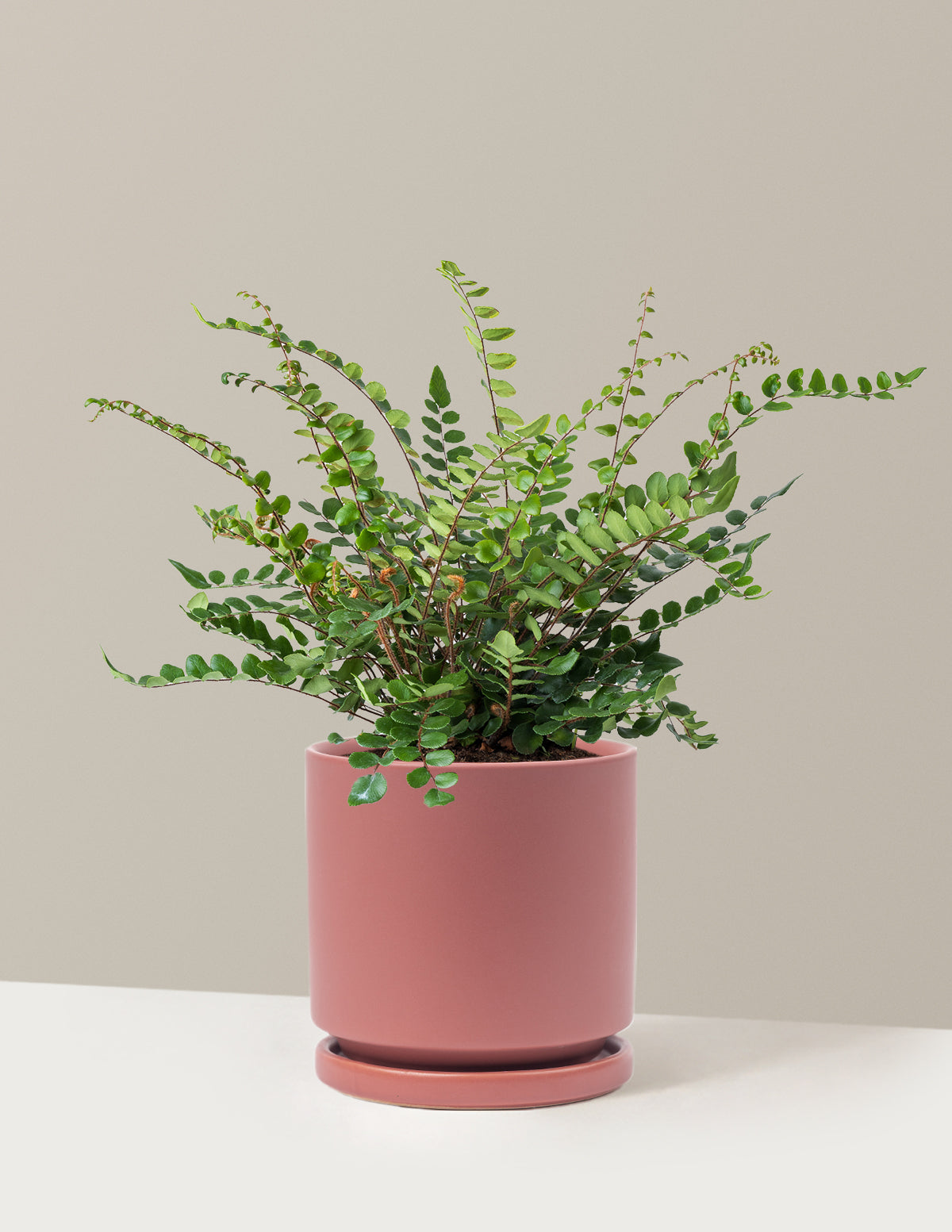 Button Fern (Düğme Eğreltisi)