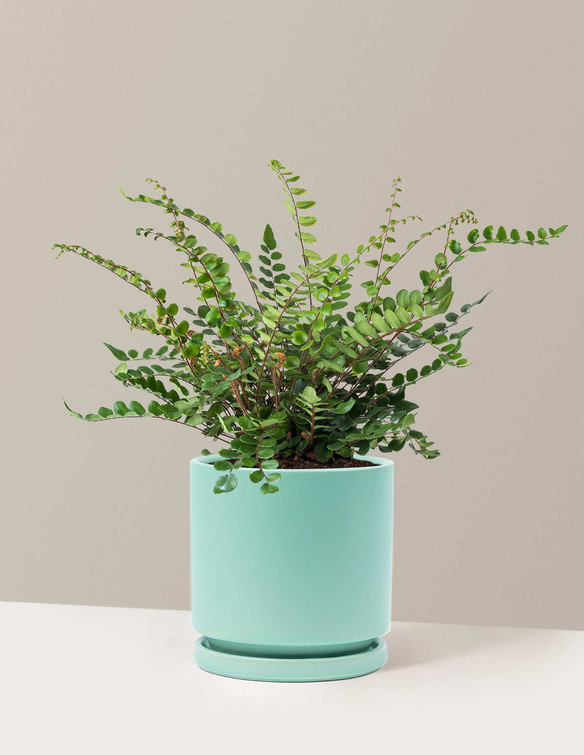 Button Fern (Düğme Eğreltisi)