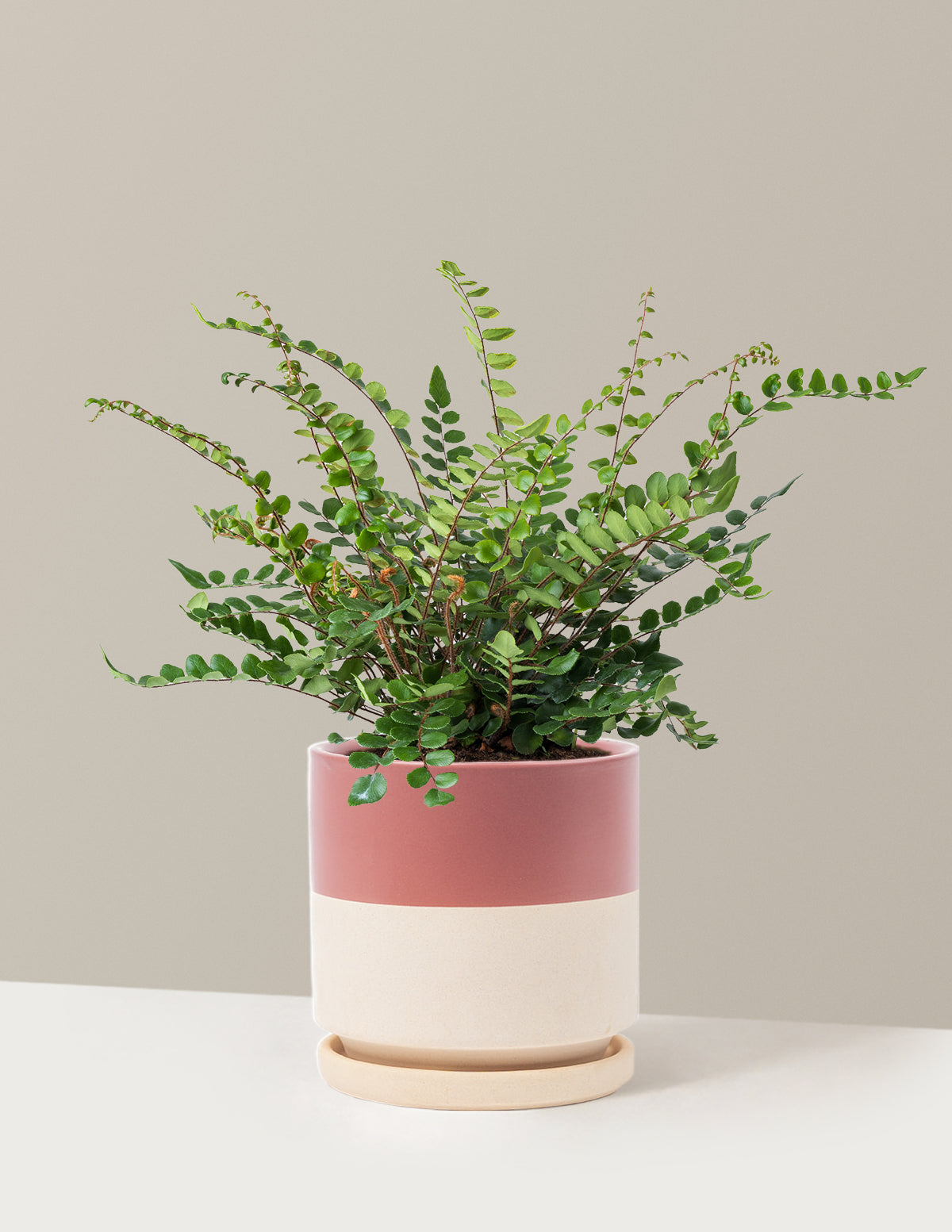 Button Fern (Düğme Eğreltisi)