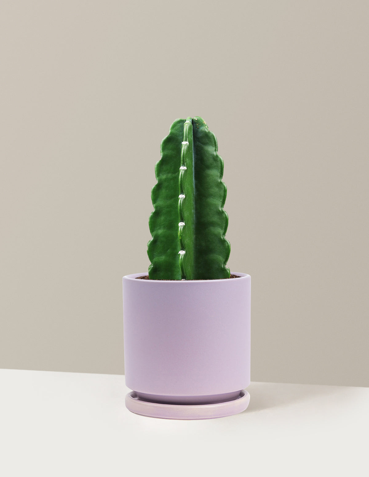 Cuddly Cactus (Dikenli Olmayan Kaktüs)