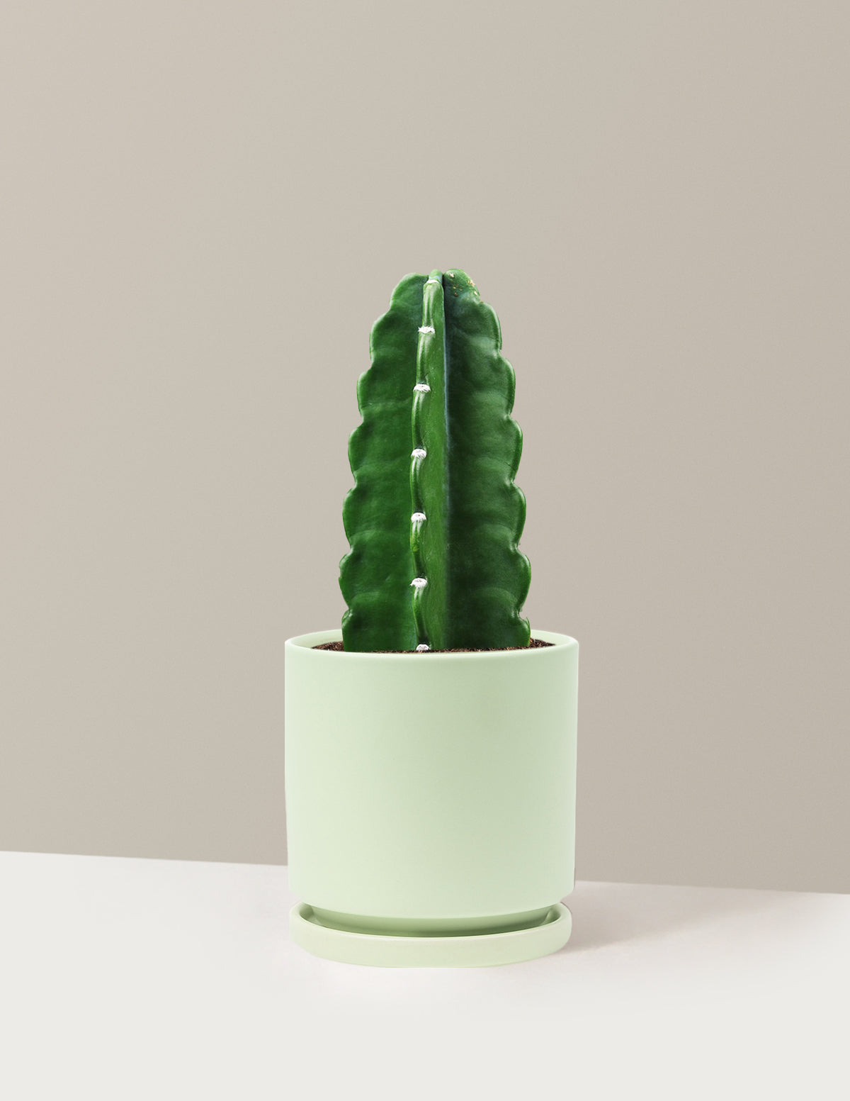 Cuddly Cactus (Dikenli Olmayan Kaktüs)