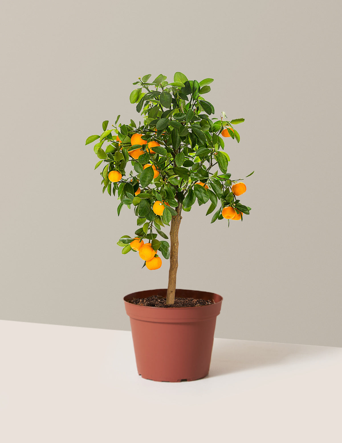 Calamondin Turunç Ağacı