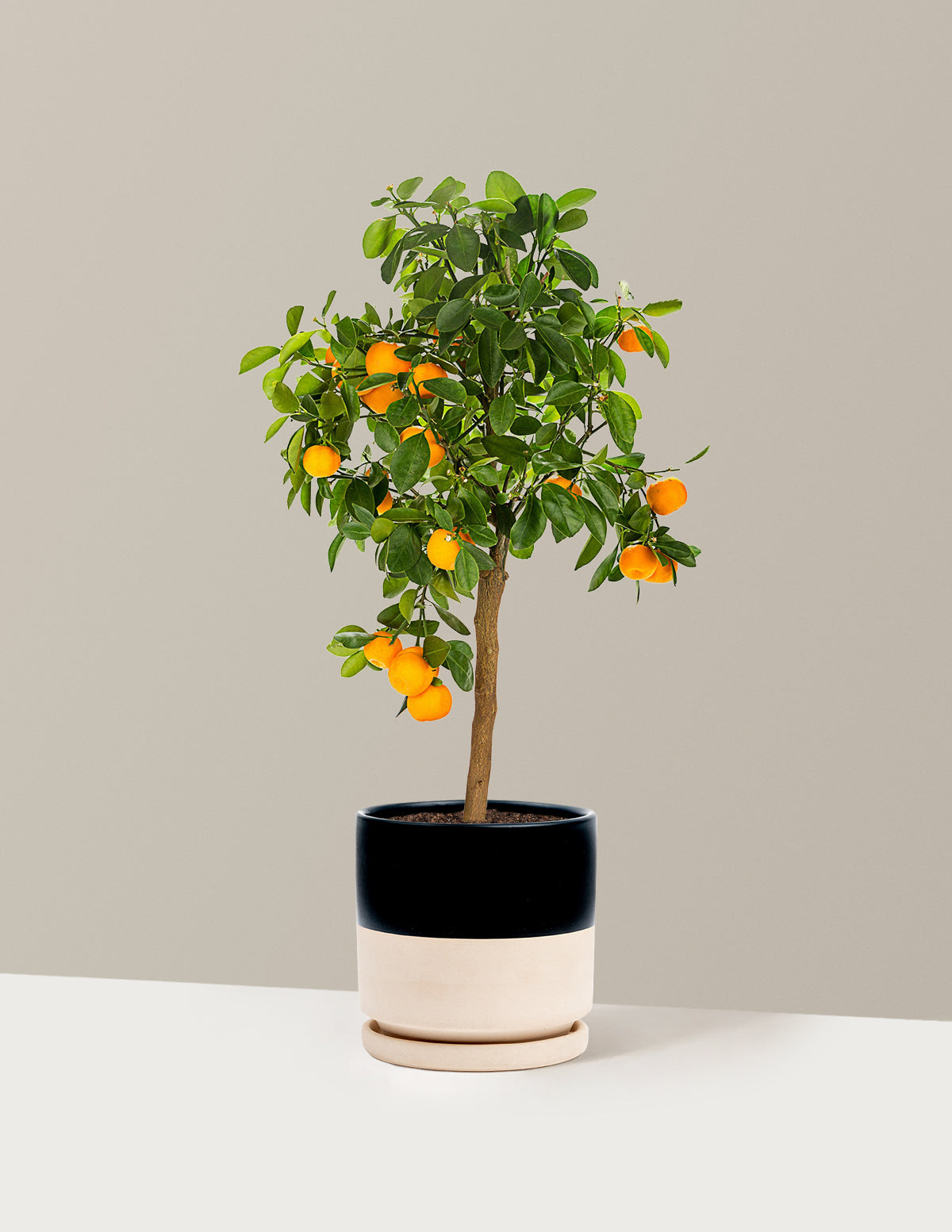 Calamondin Turunç Ağacı