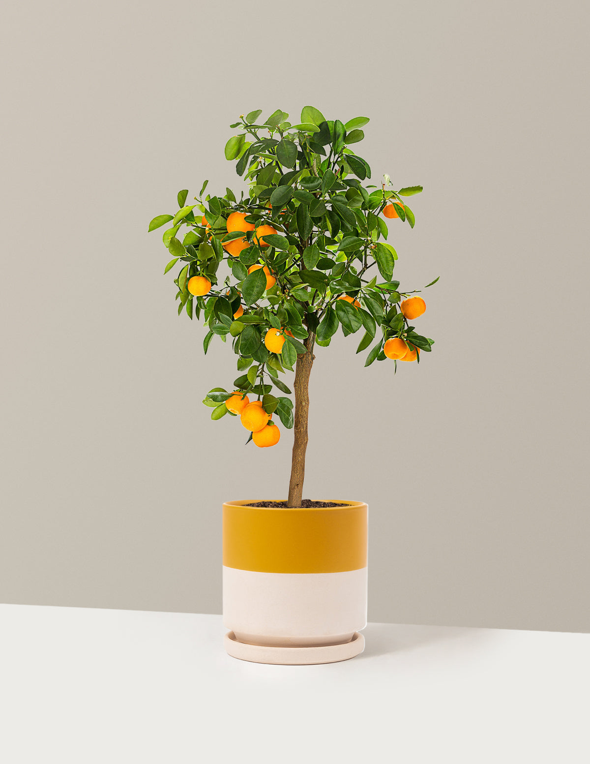 Calamondin Turunç Ağacı