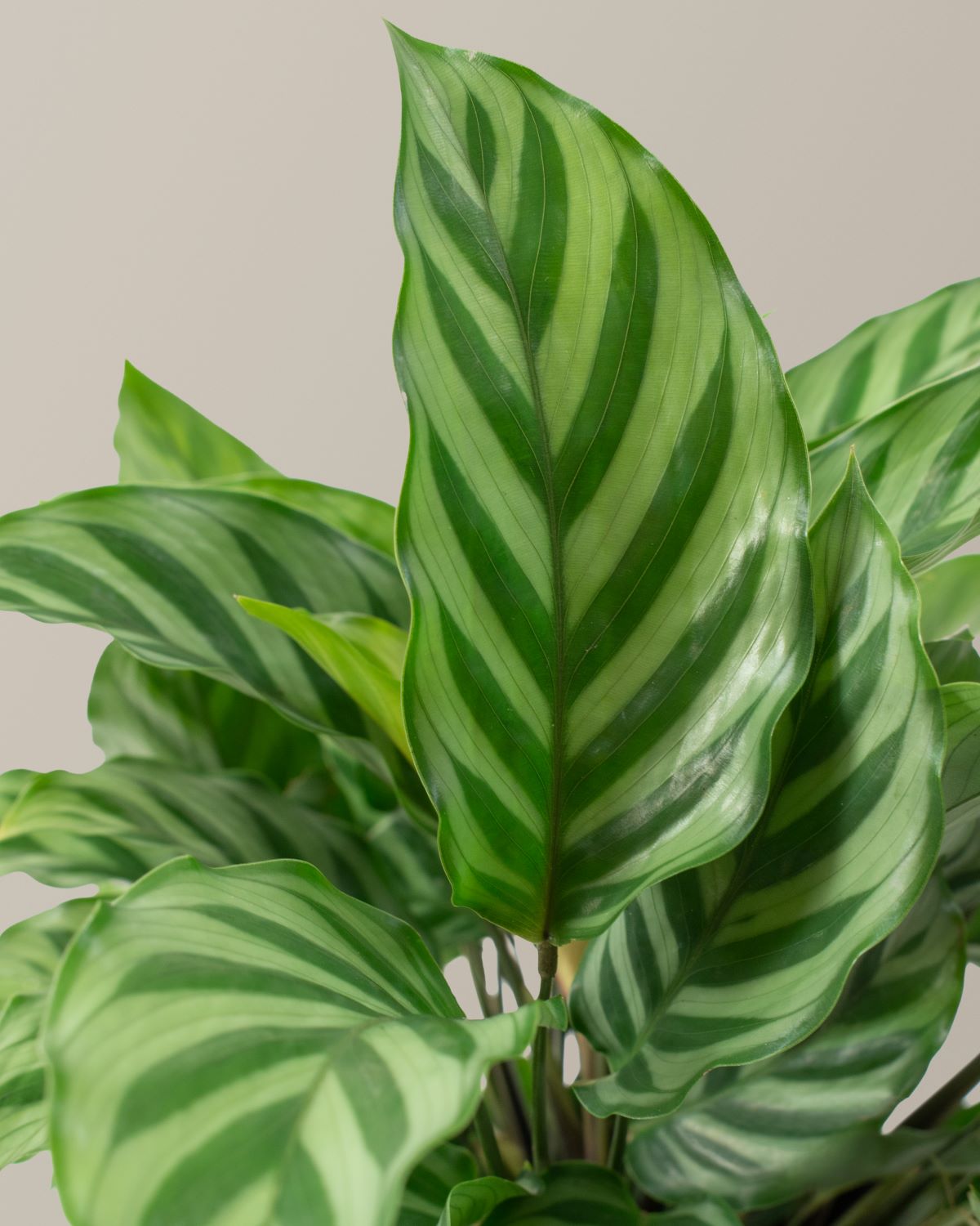 Desenli Calathea Parti Paketi