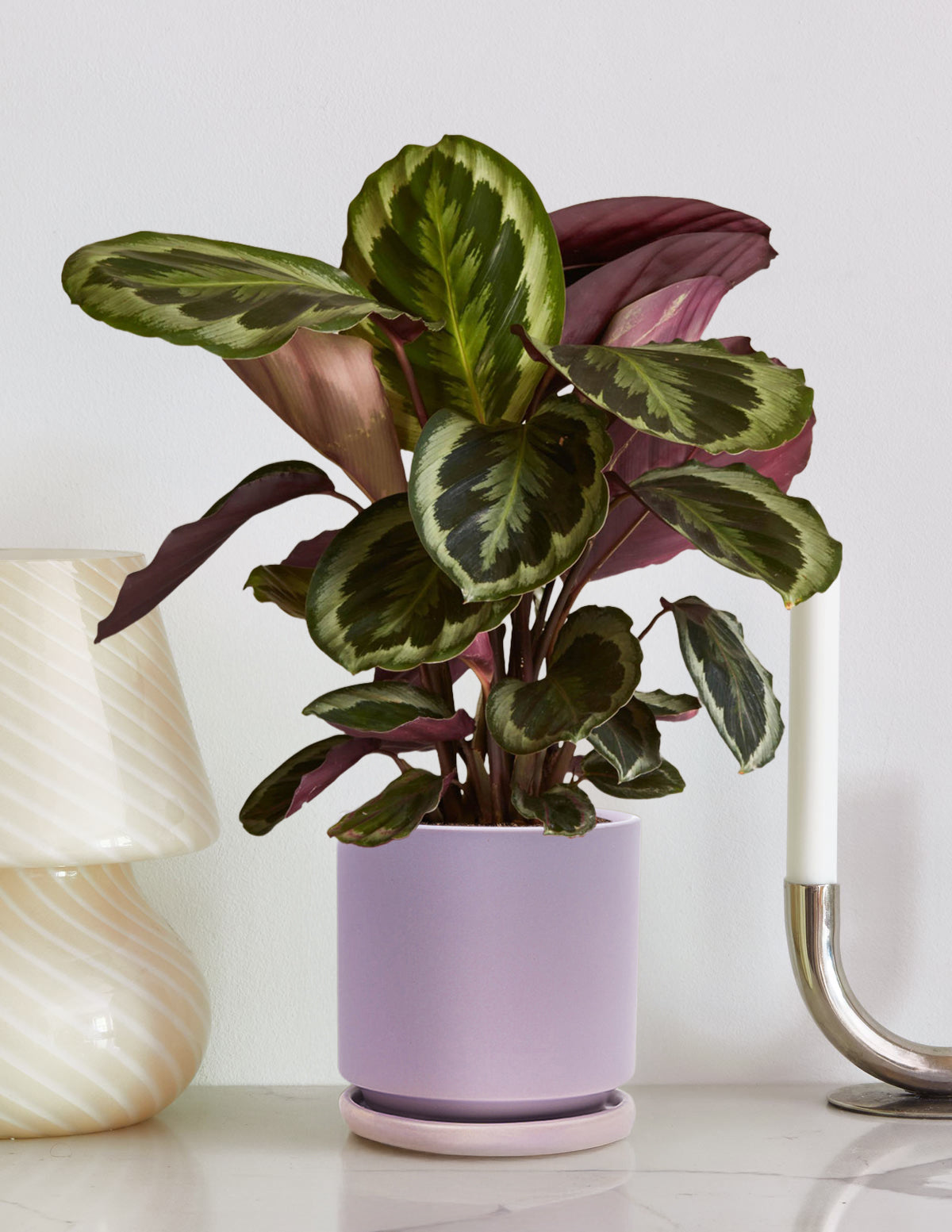Calathea Medallion