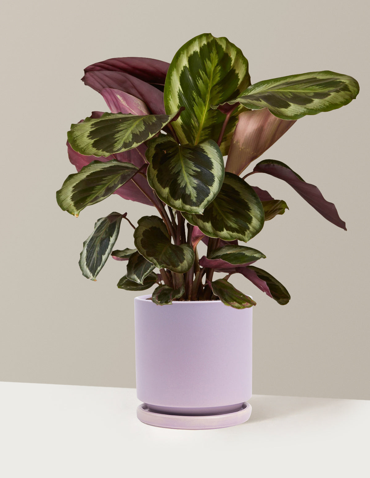 Calathea Medallion