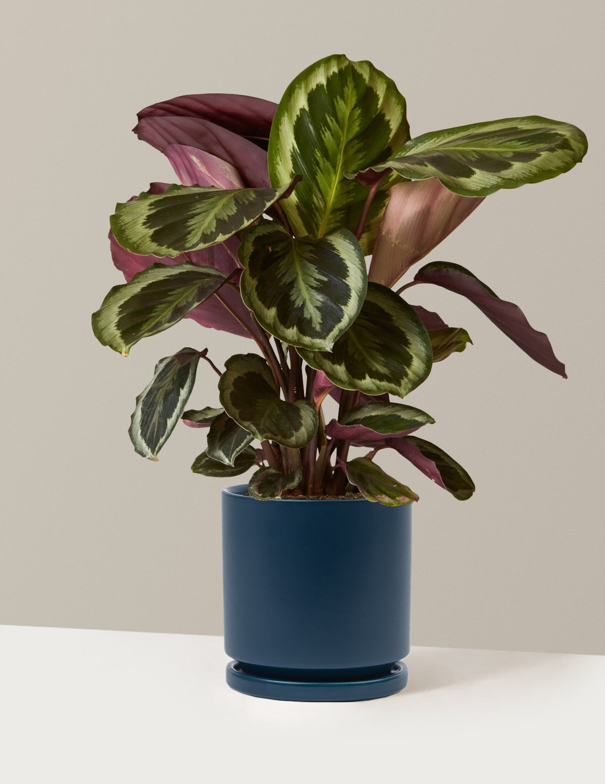 Calathea Medallion