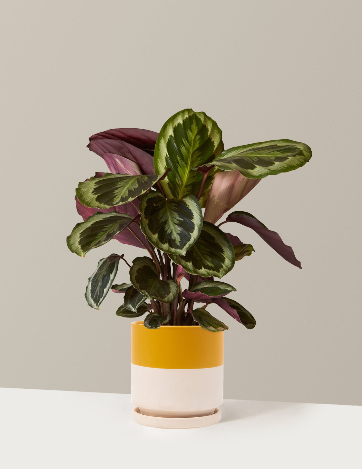 Calathea Medallion