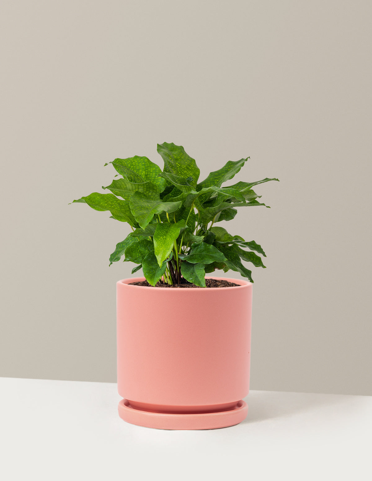 Calathea Network