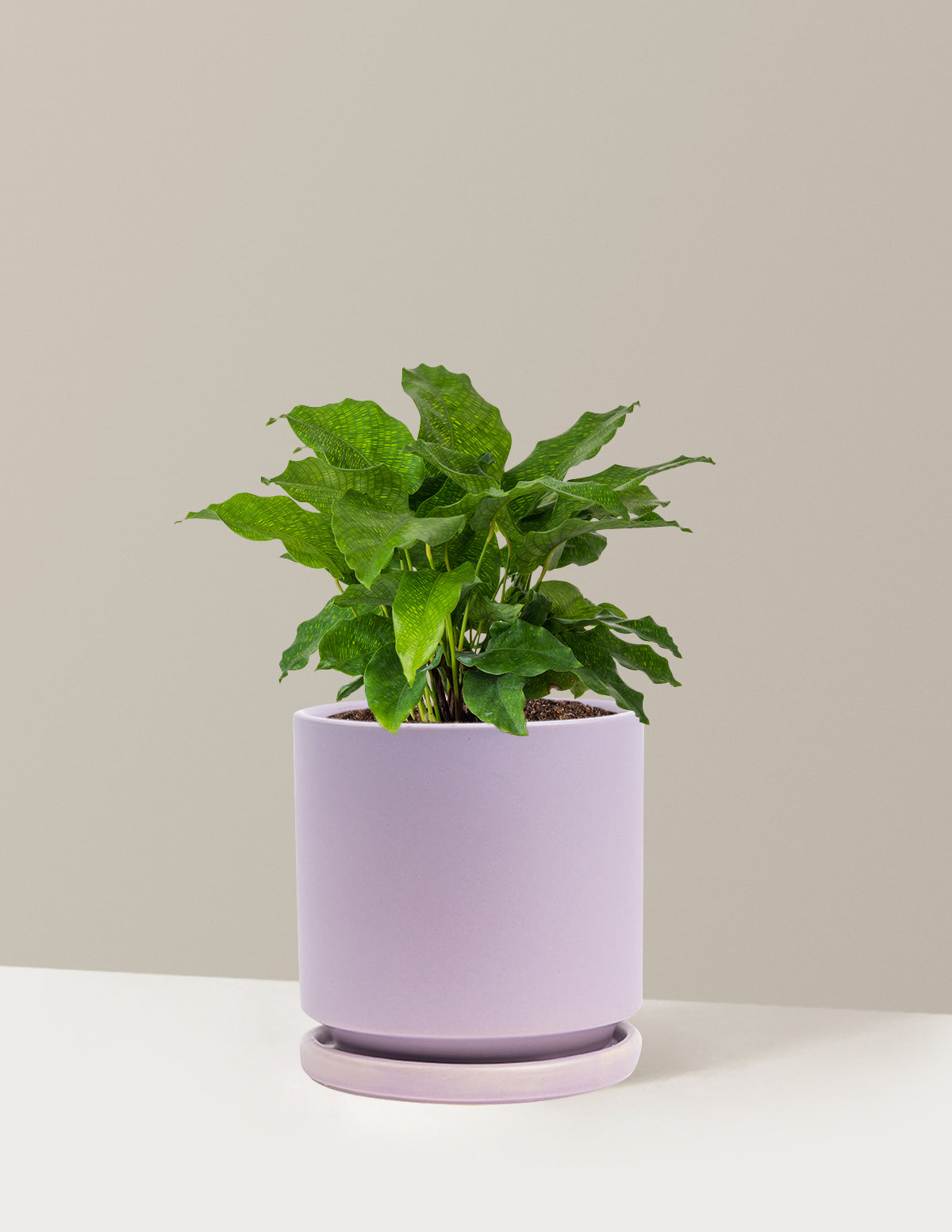 Calathea Network