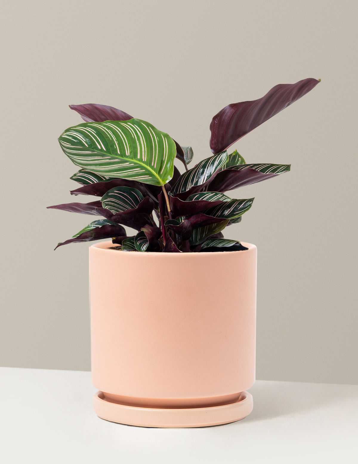 Calathea Pinstripe (Papatya Calathea)