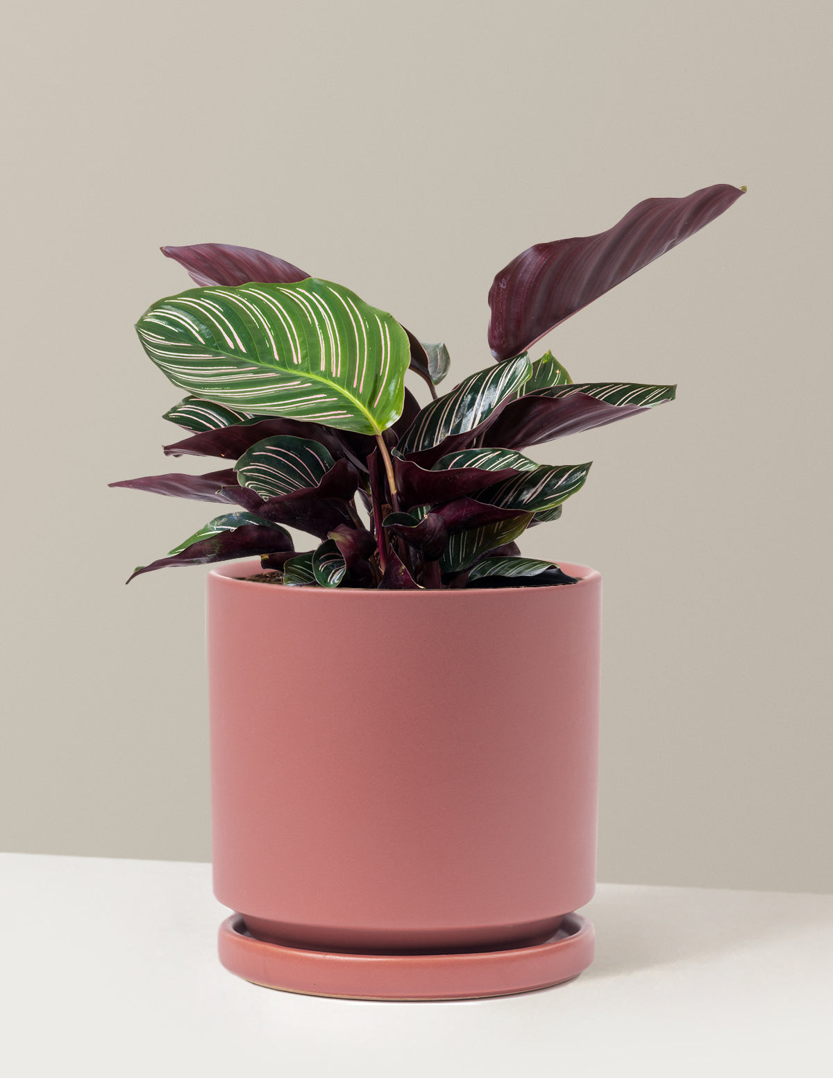 Calathea Pinstripe (Papatya Calathea)